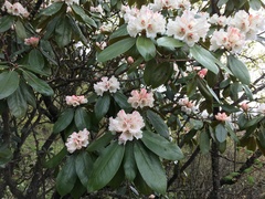 Rhododendron balangense