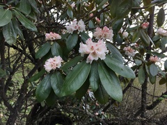 Rhododendron balangense