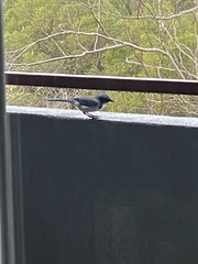 Aphelocoma californica