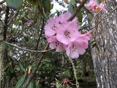 Rhododendron oreodoxa