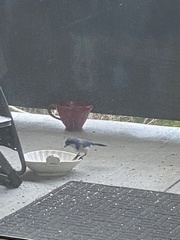 Aphelocoma californica