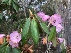 Rhododendron oreodoxa