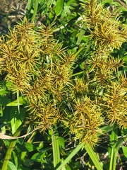 Cyperus odoratus image