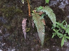 Polystichum neolobatum