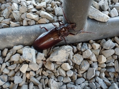 Stenodontes exsertus