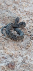 Bothrops marmoratus