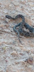 Bothrops marmoratus