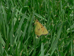 Colias electo electo