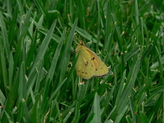 Colias electo electo