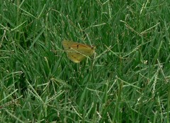 Colias electo electo