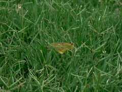 Colias electo electo