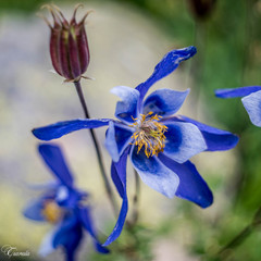 Aquilegia jucunda