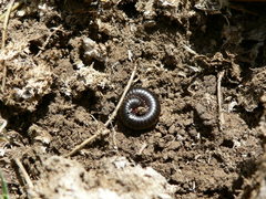 Orthoporoides