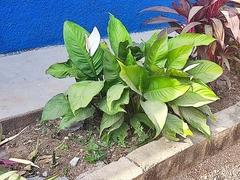 Spathiphyllum kochii
