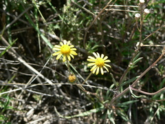 Senecio consanguineus