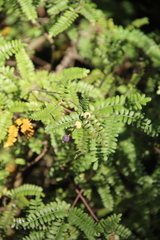 Osteomeles schwerinae