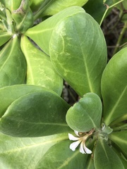 Cucumber mosaic virus