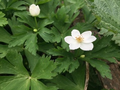 Anemonastrum flaccidum