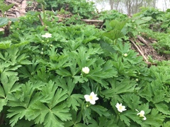 Anemonastrum flaccidum