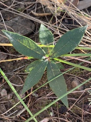 Quercus hypoleucoides
