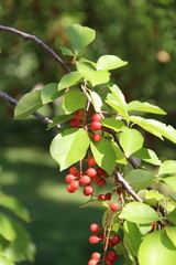 Prunus serotina