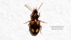 Elaphropus granarius