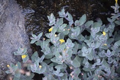 Erythranthe willisii