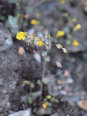 Erythranthe percaulis