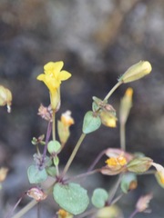 Erythranthe percaulis