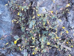 Erythranthe percaulis