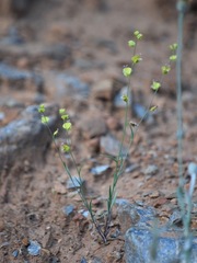 Streptanthus polygaloides