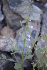 Sairocarpus vexillocalyculatus intermedius