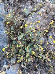 Erythranthe percaulis