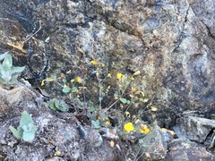 Erythranthe percaulis