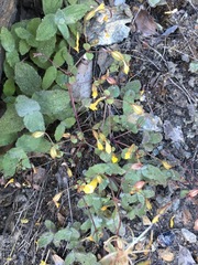 Erythranthe percaulis