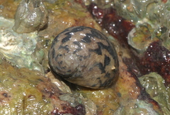 Nerita chamaeleon