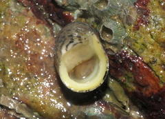 Nerita chamaeleon