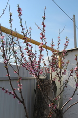 Prunus persica persica