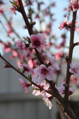 Prunus persica persica