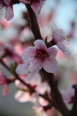 Prunus persica persica