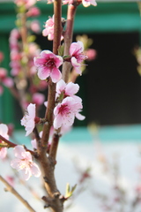 Prunus persica persica