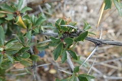 Berberis grevilleana