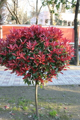 Photinia × fraseri