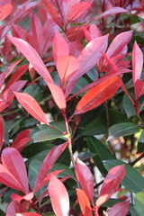 Photinia × fraseri