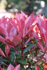 Photinia × fraseri