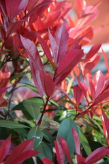 Photinia × fraseri