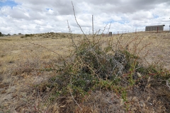 Berberis grevilleana