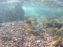 Abudefduf declivifrons