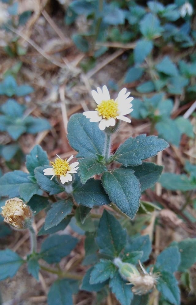 Tridax procumbens