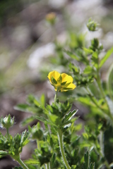Potentilla adscharica